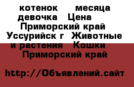 котенок 1,5 месяца девочка › Цена ­ 1 - Приморский край, Уссурийск г. Животные и растения » Кошки   . Приморский край